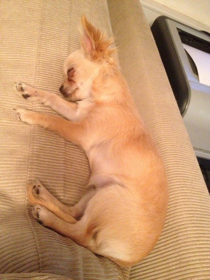 Chihuahua Ravns Miss Money-Penny - Penny d 5/7, kun været her en time.. billede 9