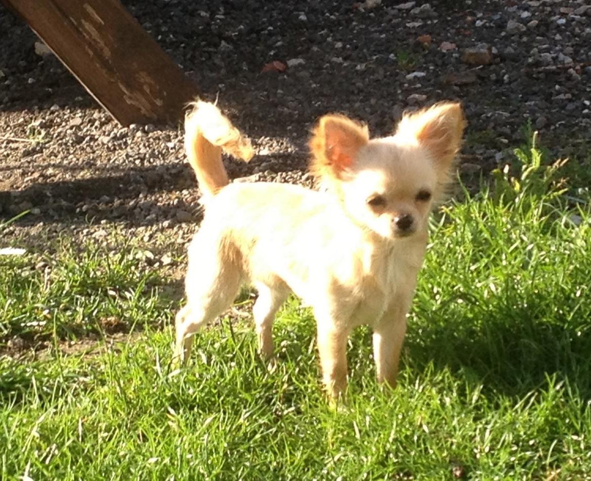 Chihuahua Ravns Miss Money-Penny - Taget med mobilen d. 6/7 billede 10