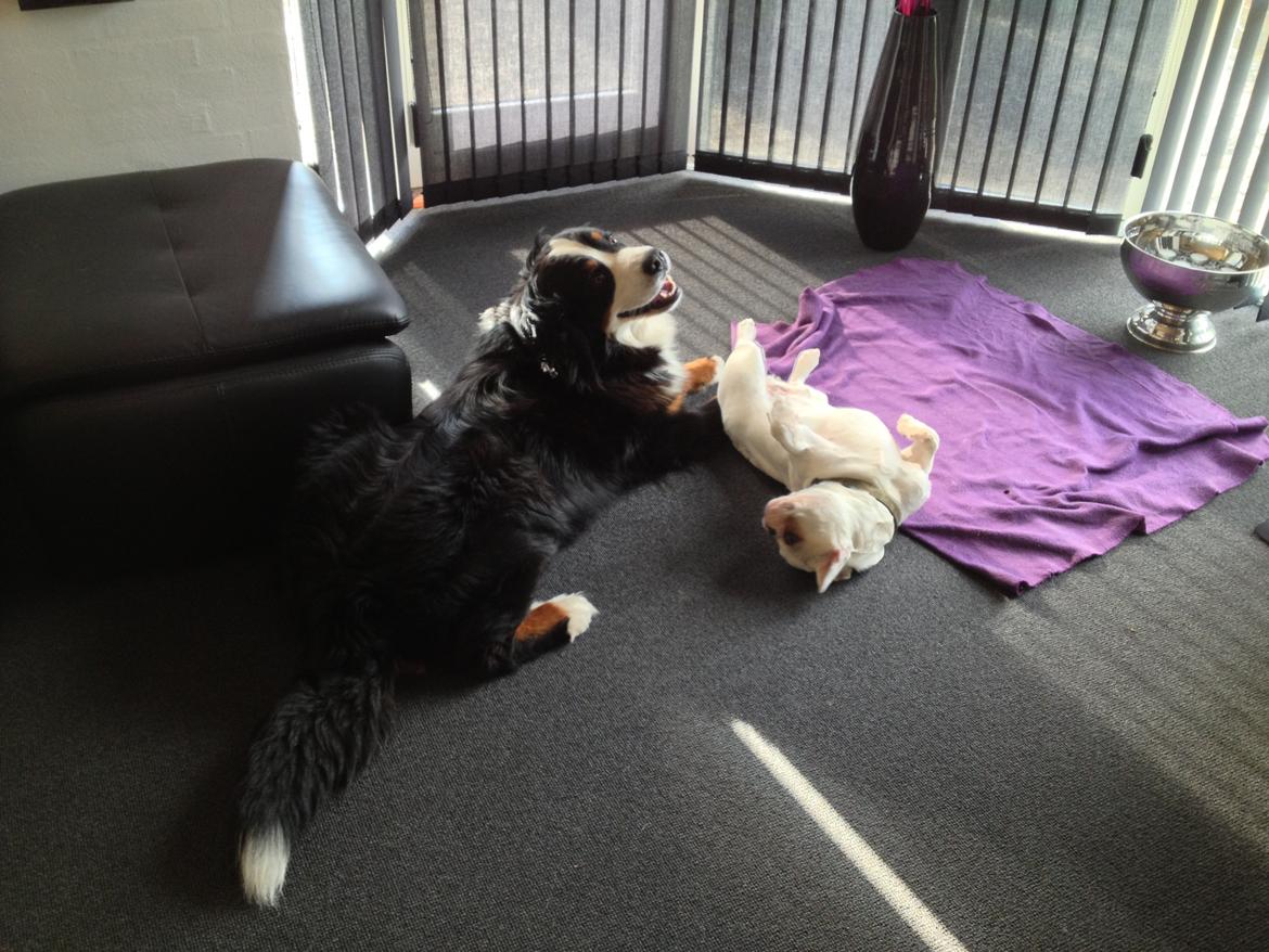 Fransk bulldog Møffe (Bjarne). - Hygger sammen med Bastian. billede 17