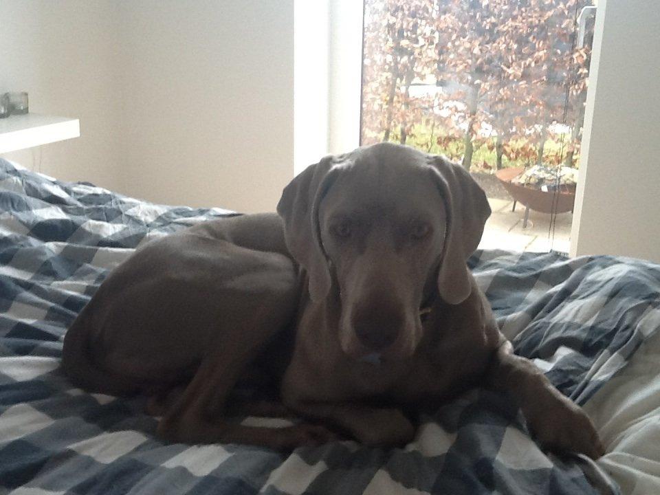 Weimaraner Kato billede 2