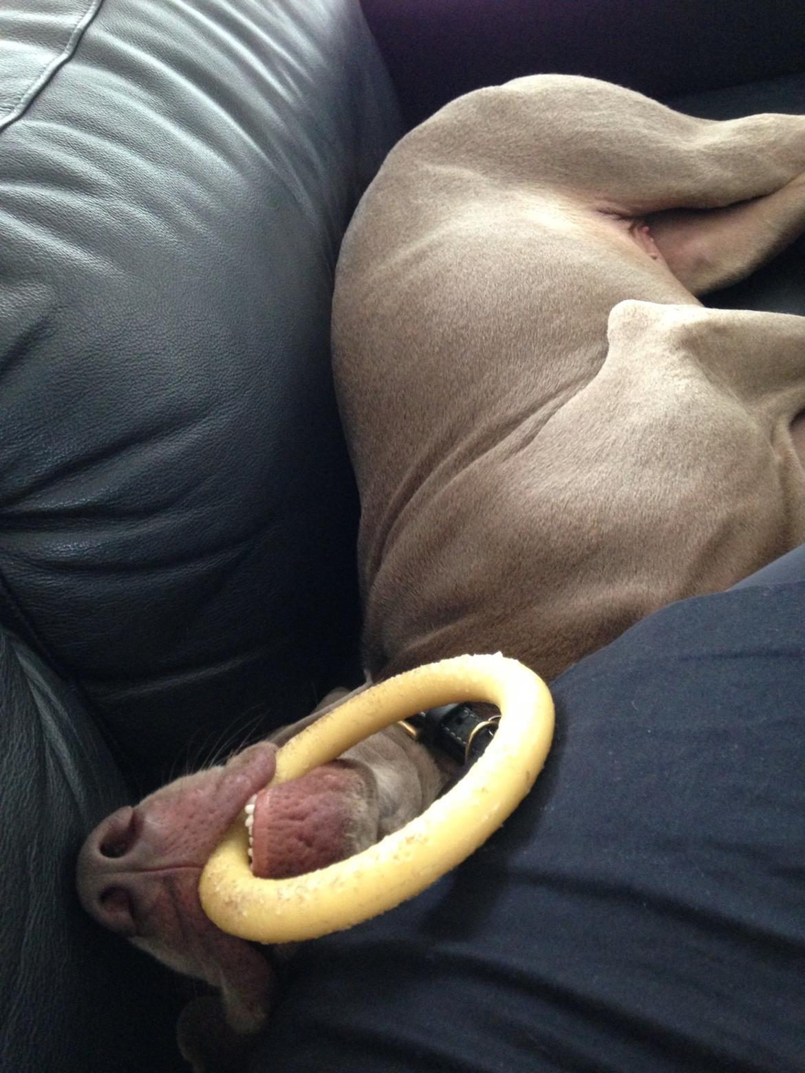 Weimaraner Kato billede 4