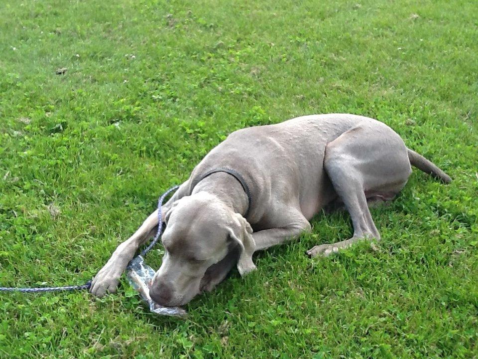 Weimaraner Kato billede 3