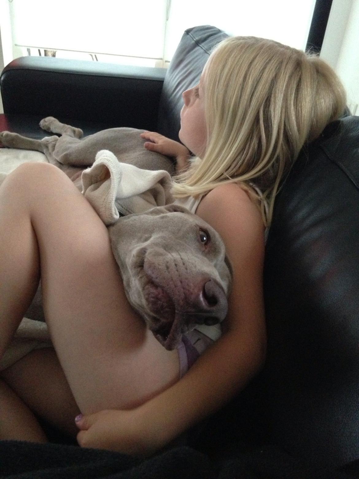 Weimaraner Kato billede 5