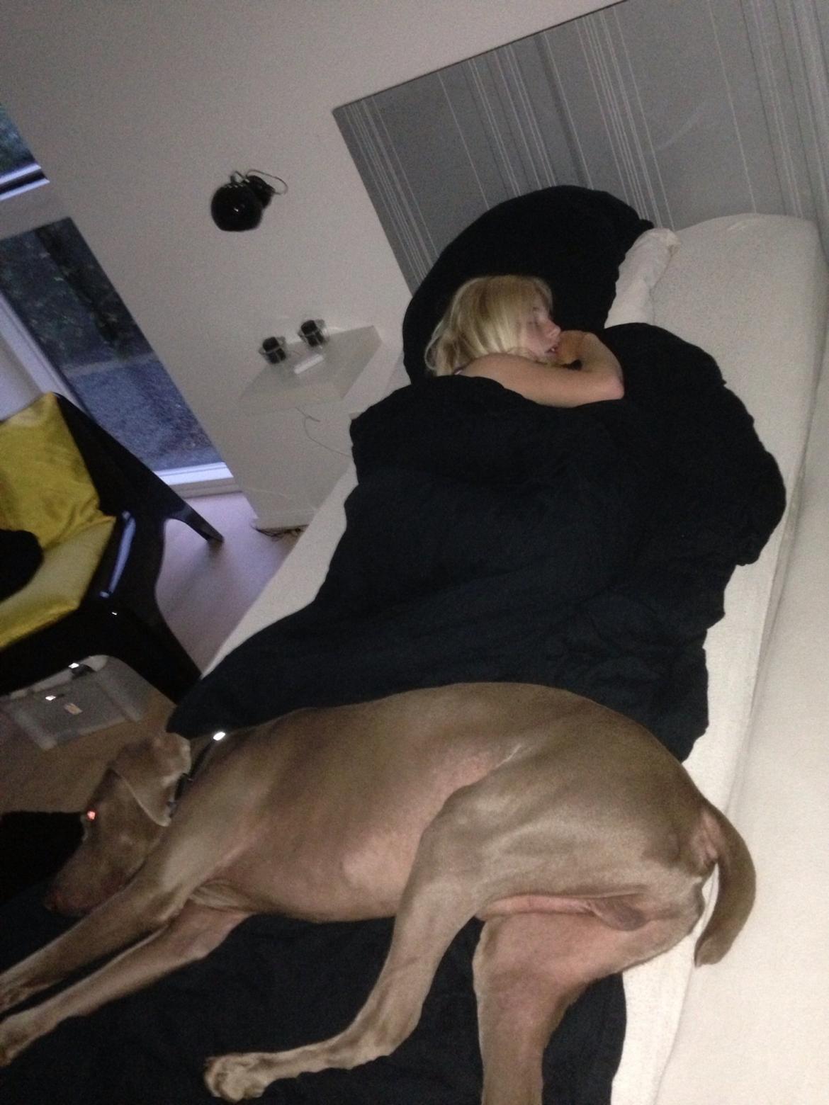 Weimaraner Kato billede 6