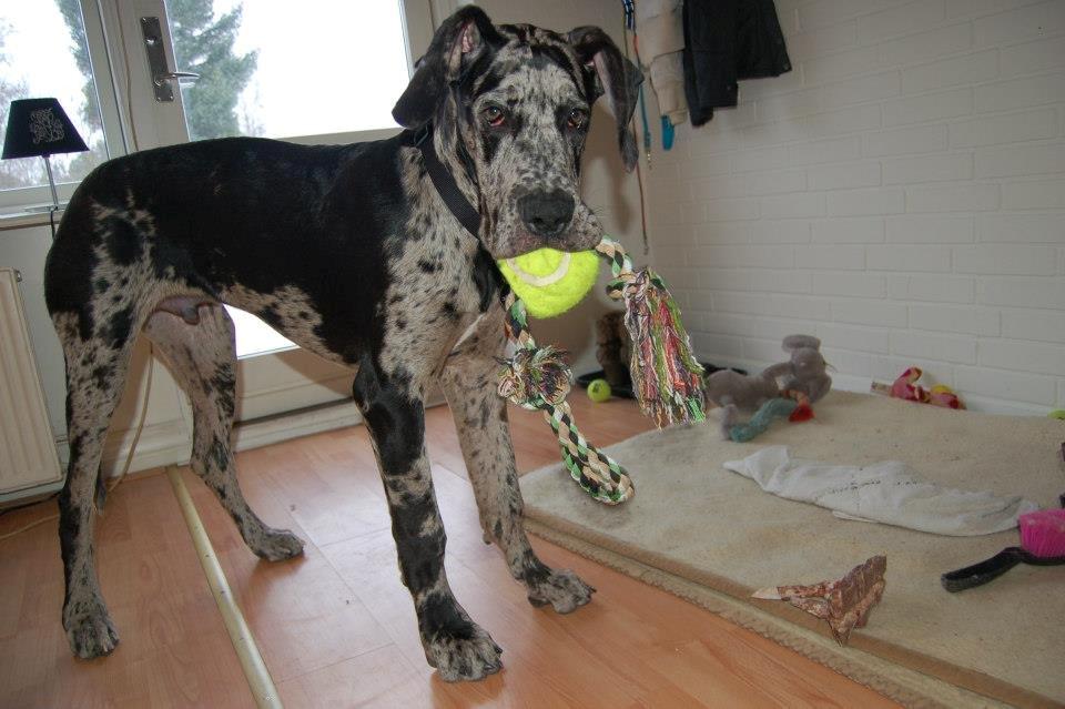 Grand danois Alvin - plettet Djævel <3 billede 11