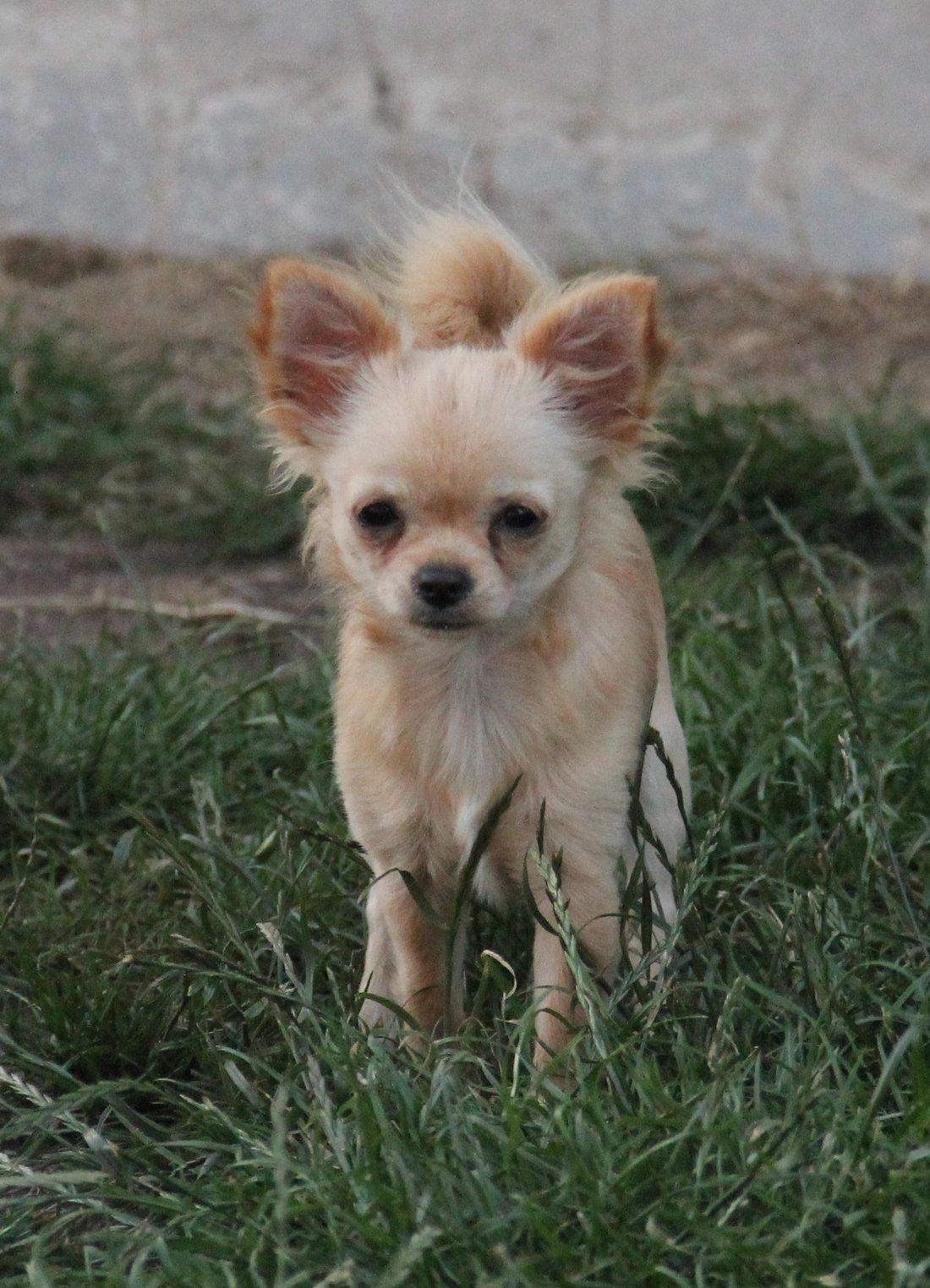 Chihuahua Ravns Miss Money-Penny - Taget d. 6/7 billede 1