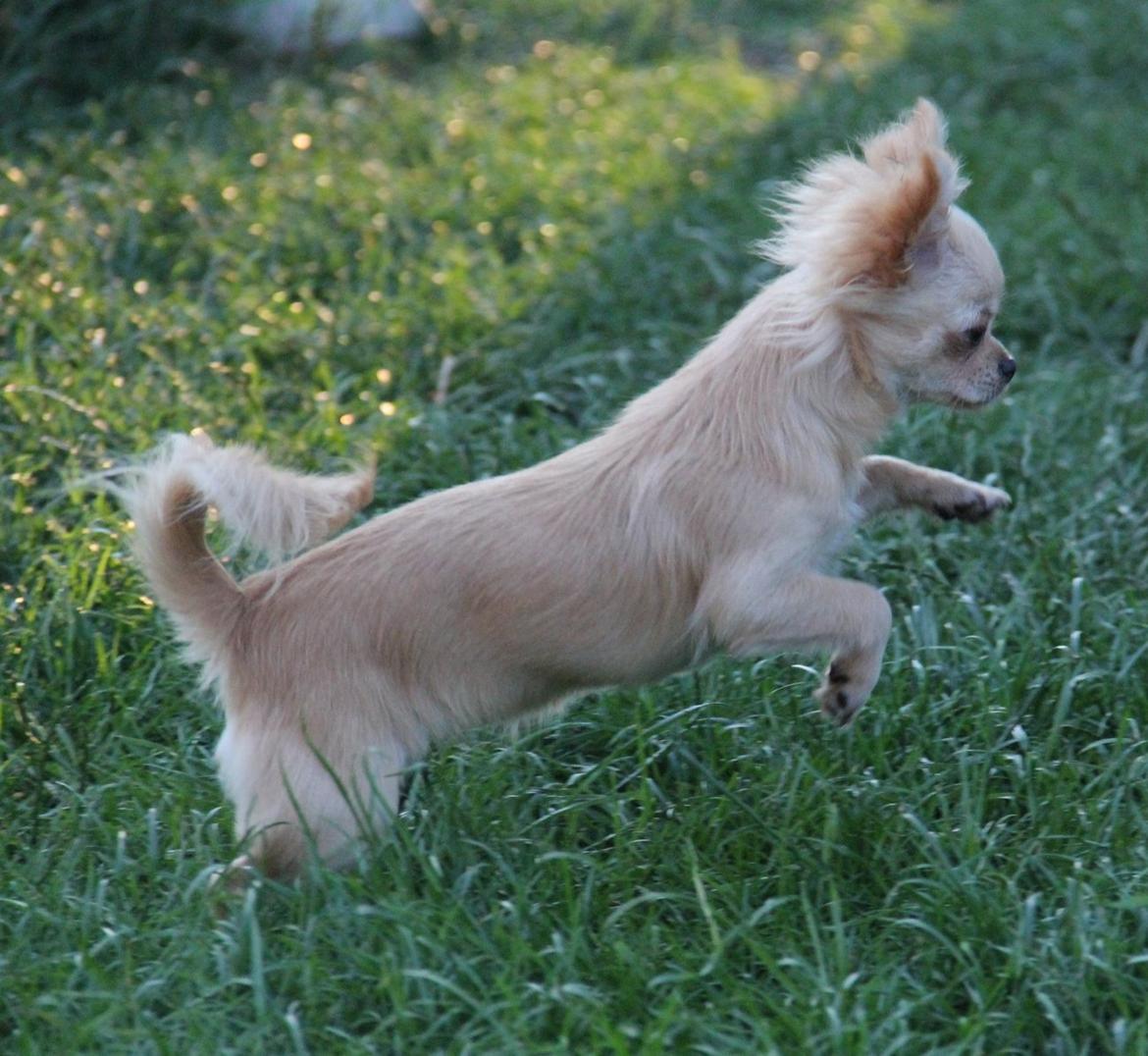 Chihuahua Ravns Miss Money-Penny - Taget d. 6/7 billede 11