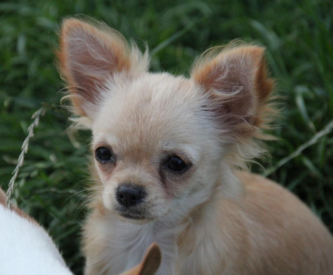 Chihuahua Ravns Miss Money-Penny - Taget d. 6/7 billede 12