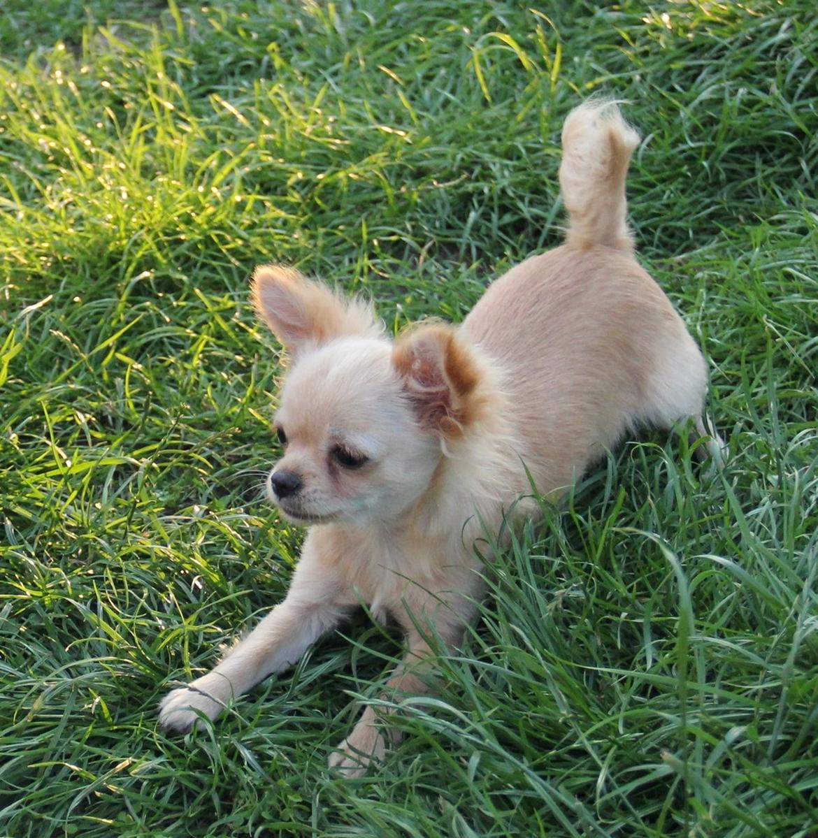 Chihuahua Ravns Miss Money-Penny - Taget d. 6/7 billede 13