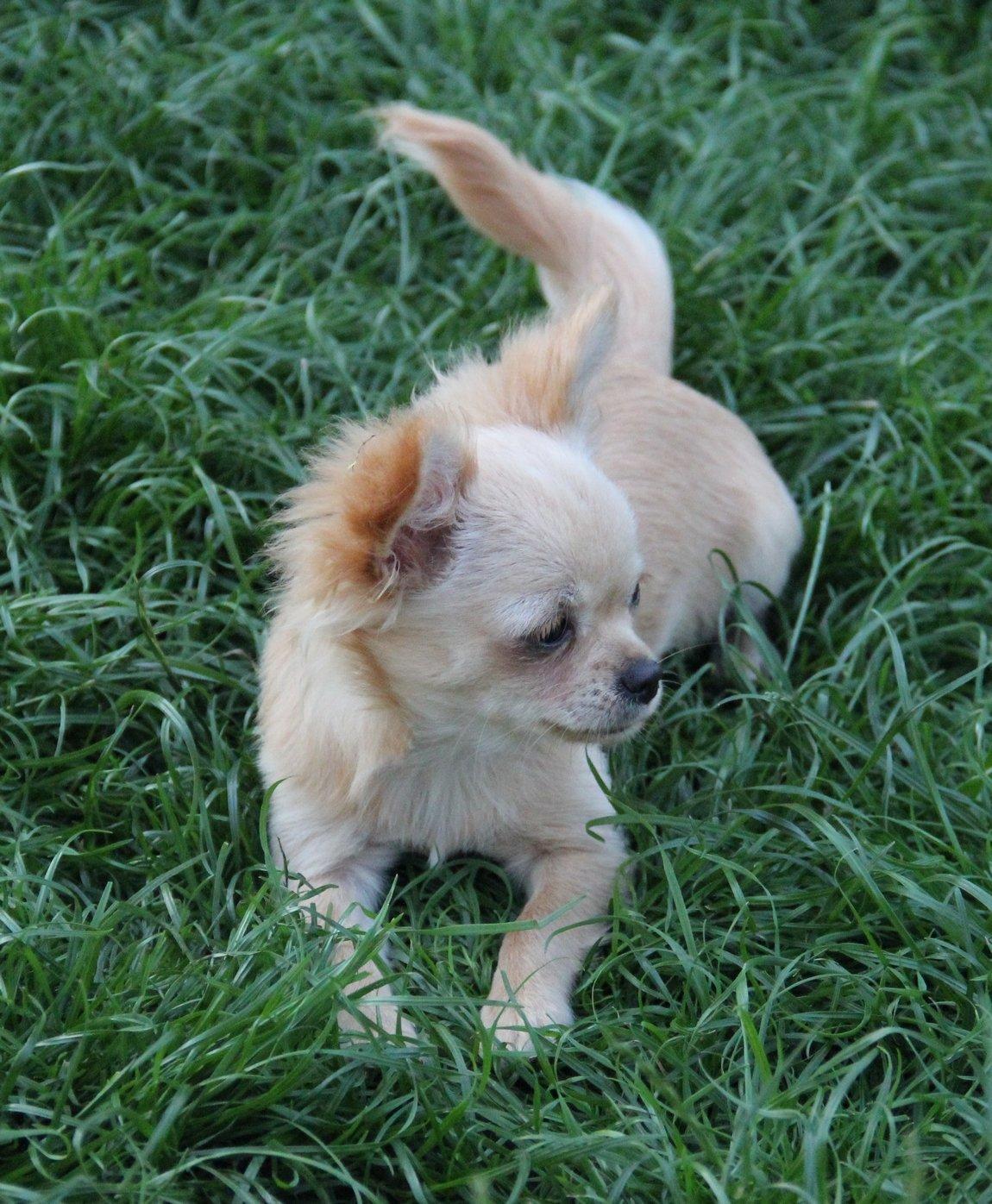 Chihuahua Ravns Miss Money-Penny - Taget d. 6/7 billede 14