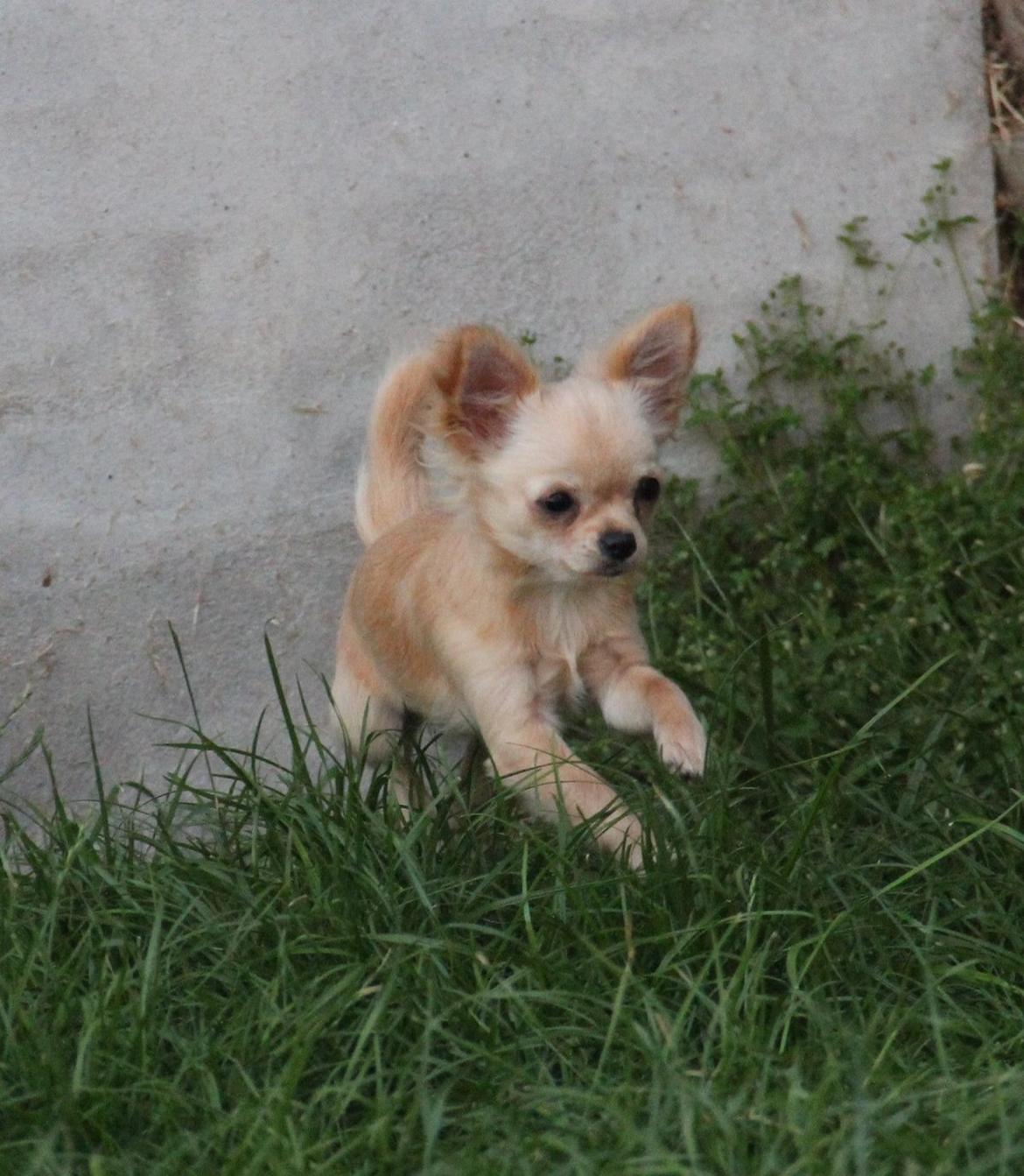 Chihuahua Ravns Miss Money-Penny - Taget d. 6/7 billede 15