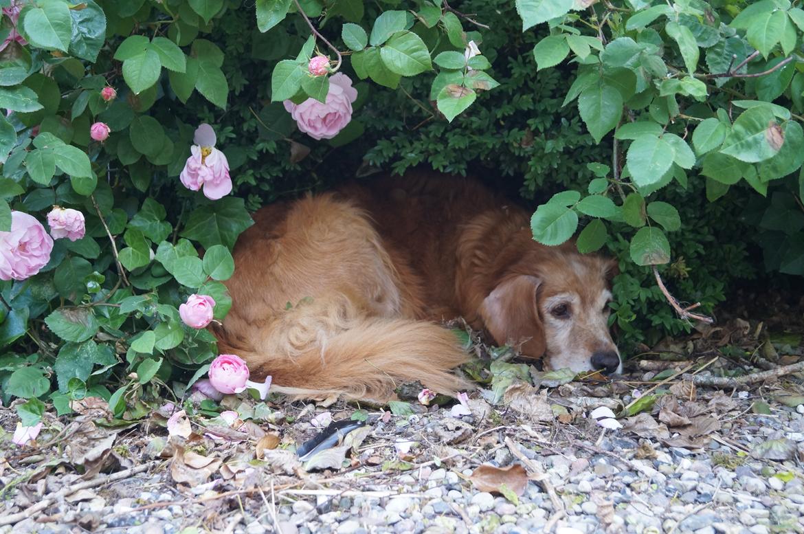 Nova scotia duck tolling retriever Marvin - Marvin, sommer 2013 billede 13