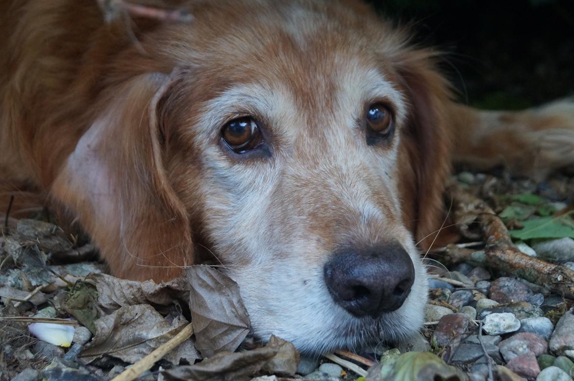 Nova scotia duck tolling retriever Marvin - Marvin, sommer 2013 billede 14