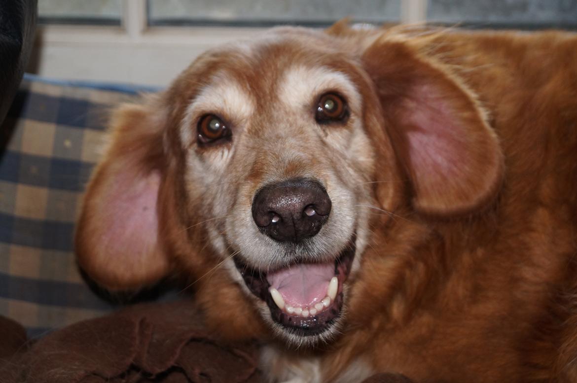Nova scotia duck tolling retriever Marvin - Marvin, forår 2013 billede 20