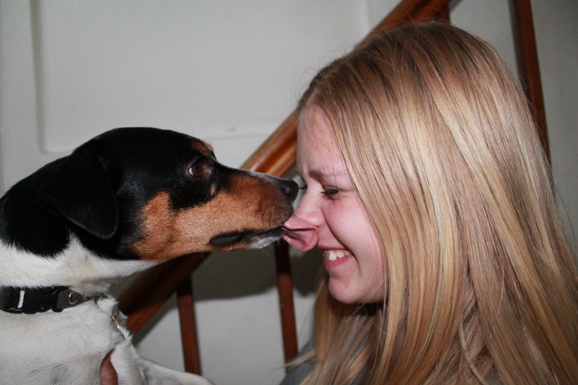 Dansk svensk gaardhund Fister (himmelhund)  - Fister der er ingen andre end dig som jeg vil leve mit liv med! <3333 billede 2