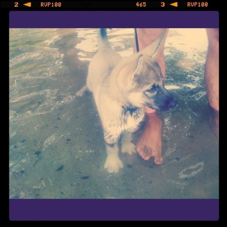 Siberian husky Wolf - Første tur i vand! - læg mærke til ande fødderne :) (9 uger gammel) billede 40