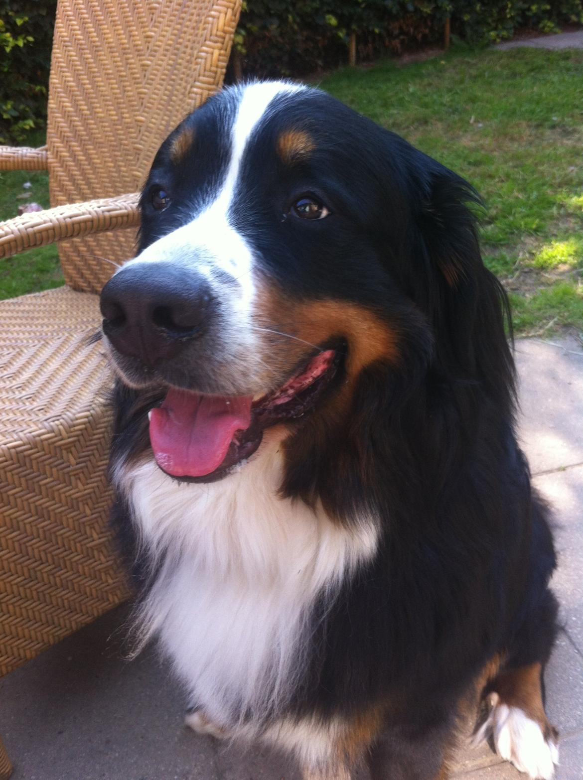Berner sennenhund Louie billede 1