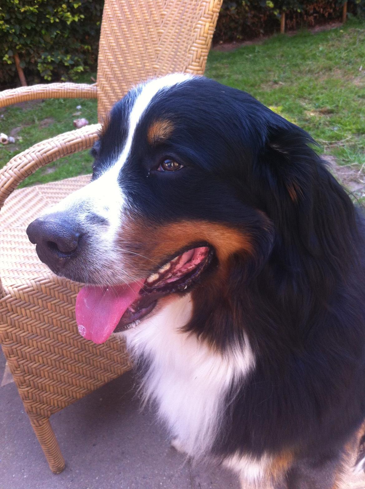 Berner sennenhund Louie billede 2