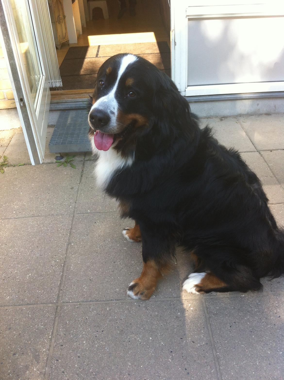 Berner sennenhund Louie billede 3