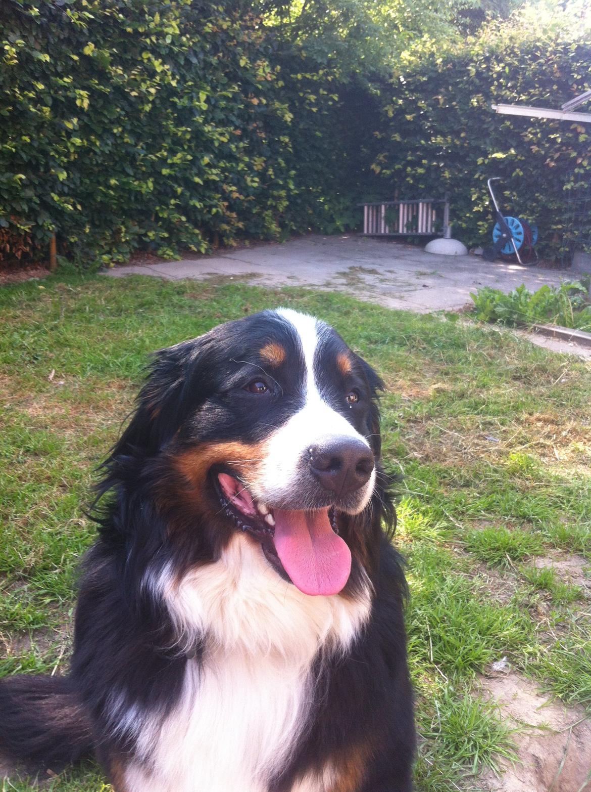 Berner sennenhund Louie billede 4