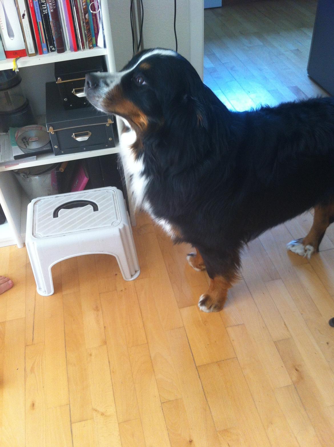 Berner sennenhund Louie billede 5