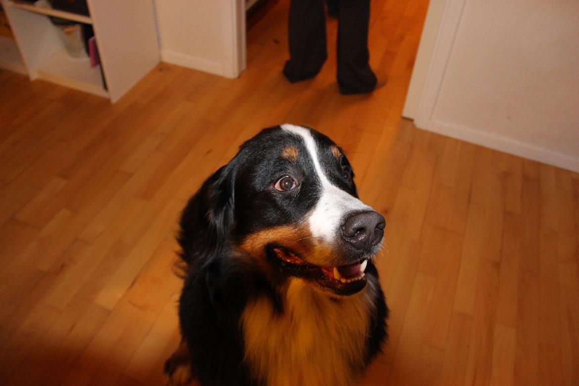 Berner sennenhund Louie billede 6