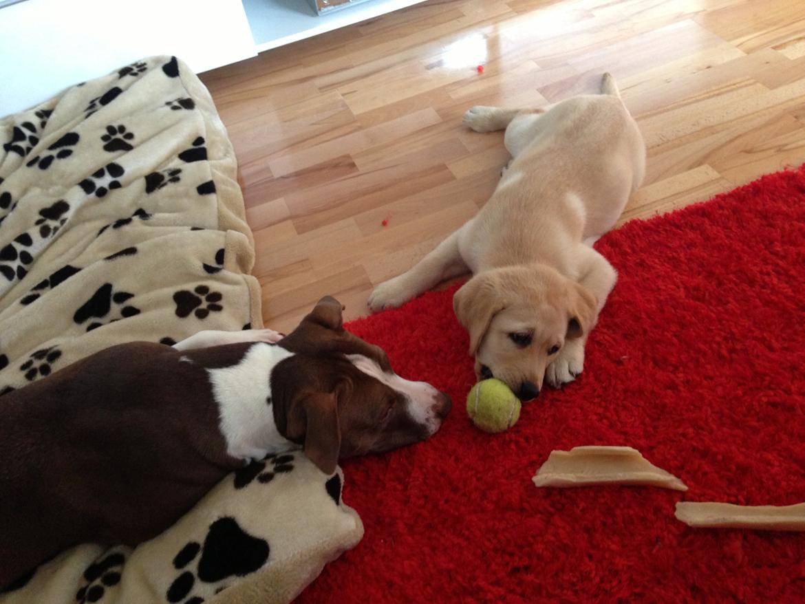 Labrador retriever Covo billede 8