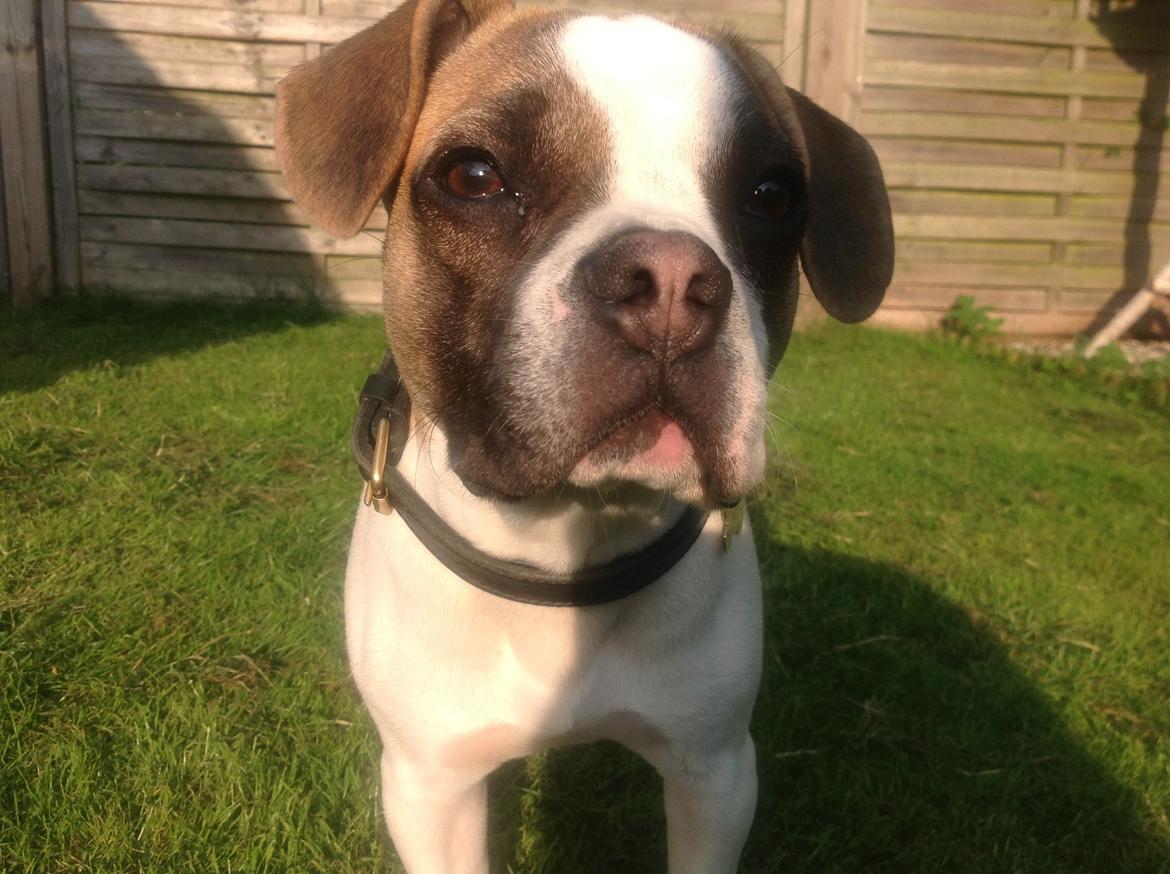 Blanding af racer Ollie billede 12