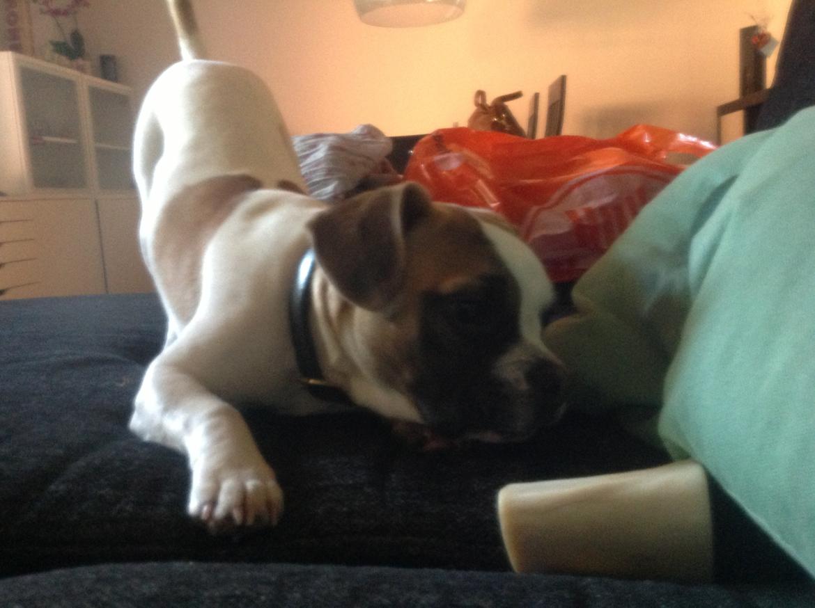 Blanding af racer Ollie billede 13