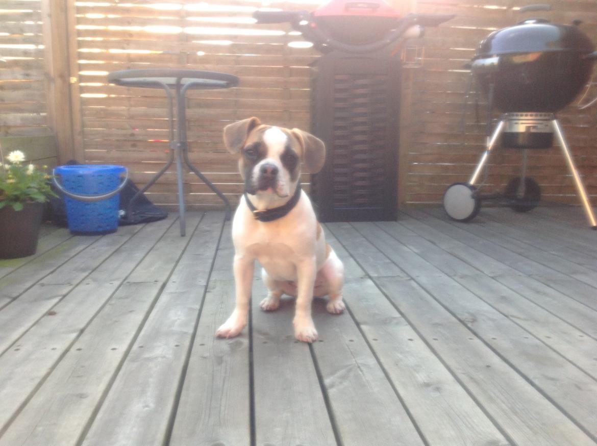 Blanding af racer Ollie billede 14