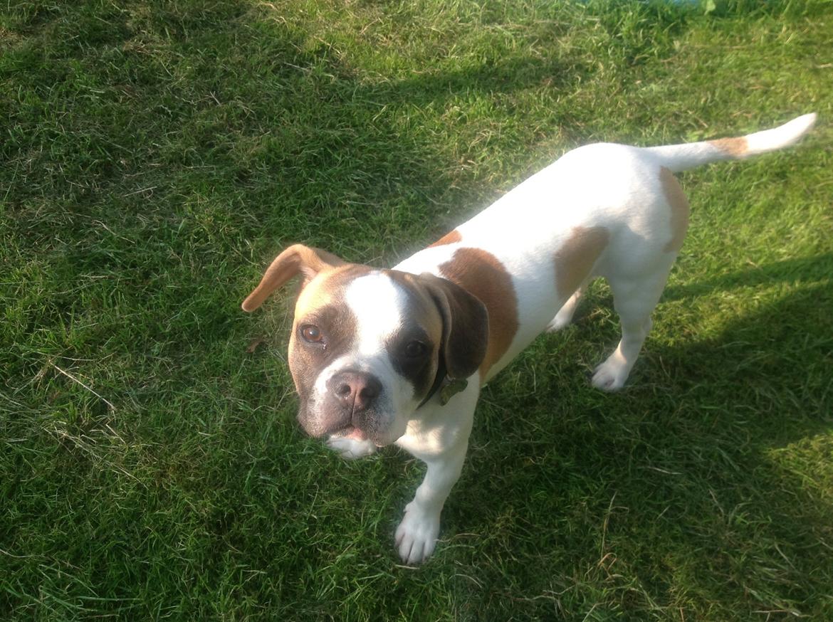 Blanding af racer Ollie billede 15