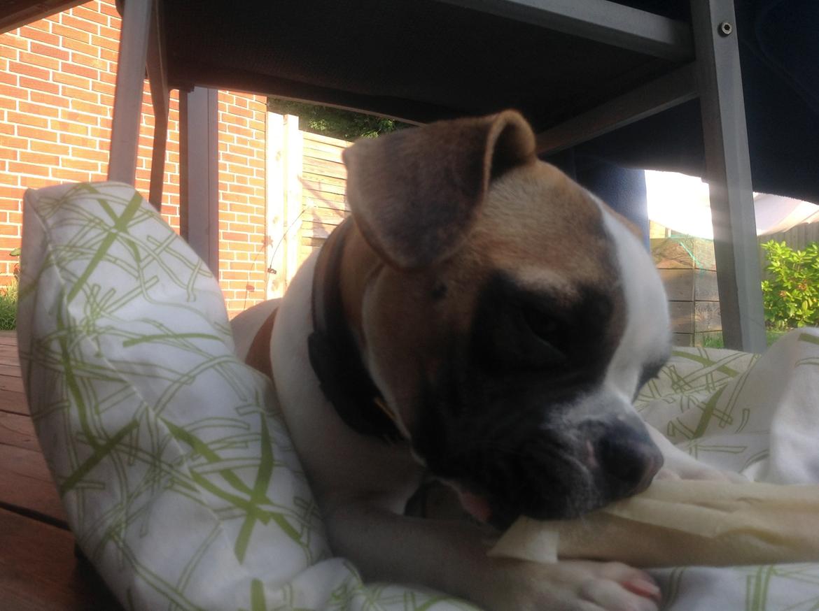 Blanding af racer Ollie billede 16