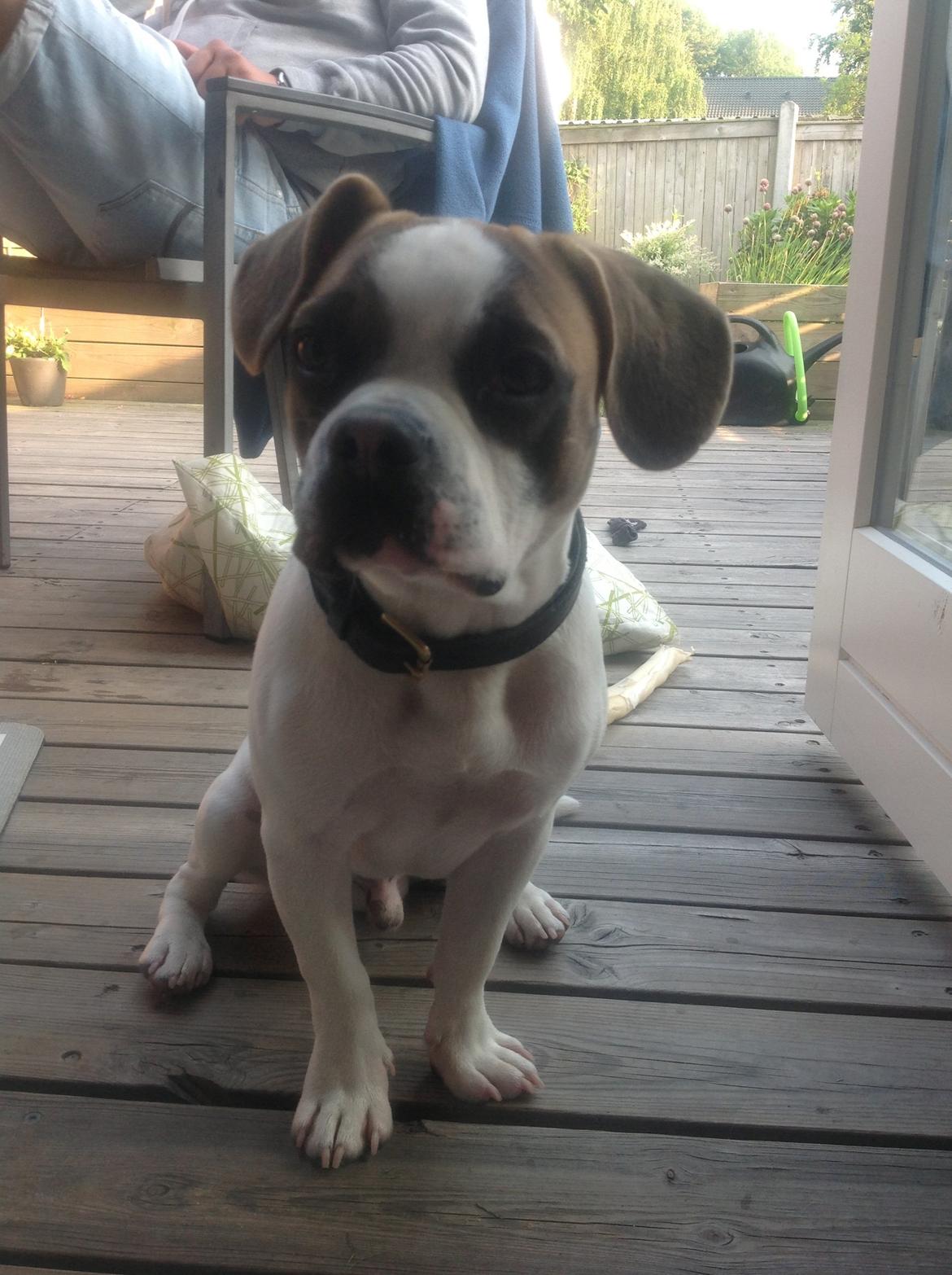 Blanding af racer Ollie billede 18