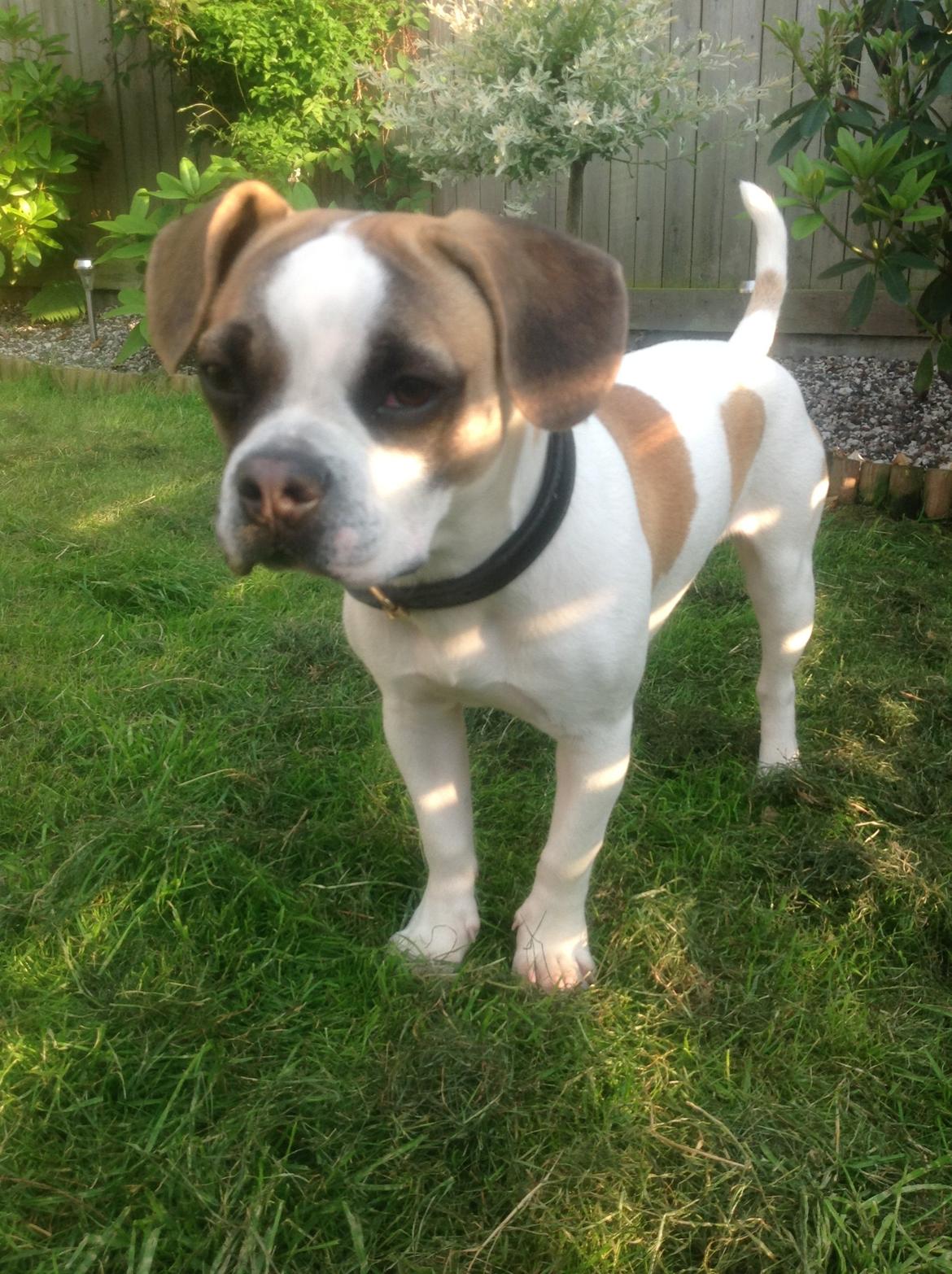 Blanding af racer Ollie billede 17