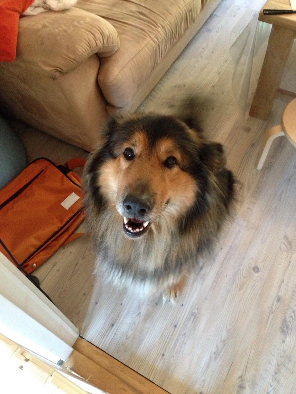 Blanding af racer Aris <3 billede 18