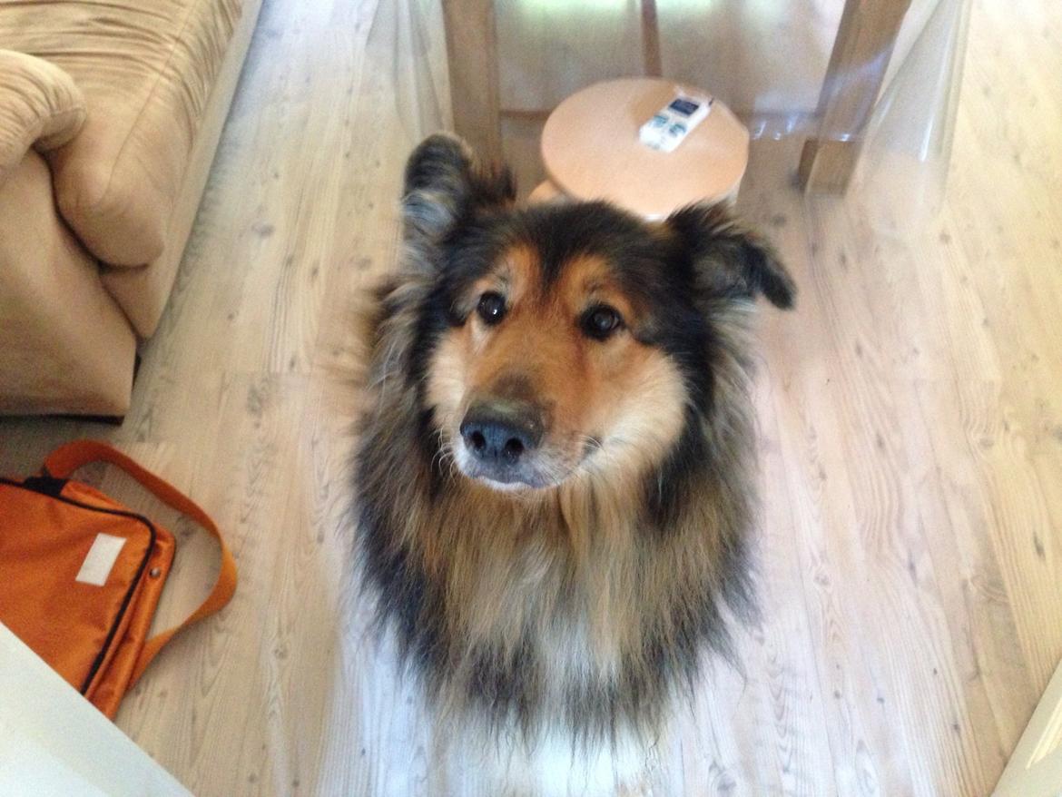 Blanding af racer Aris <3 billede 19