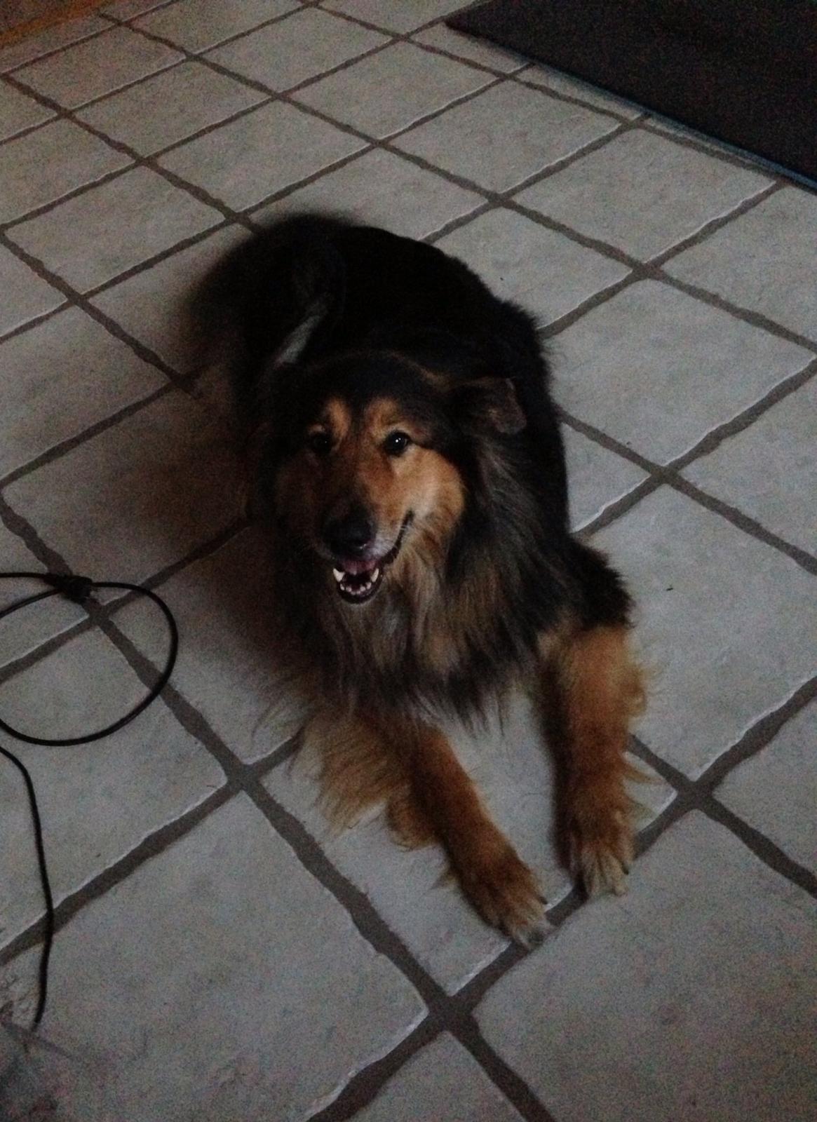 Blanding af racer Aris <3 billede 20