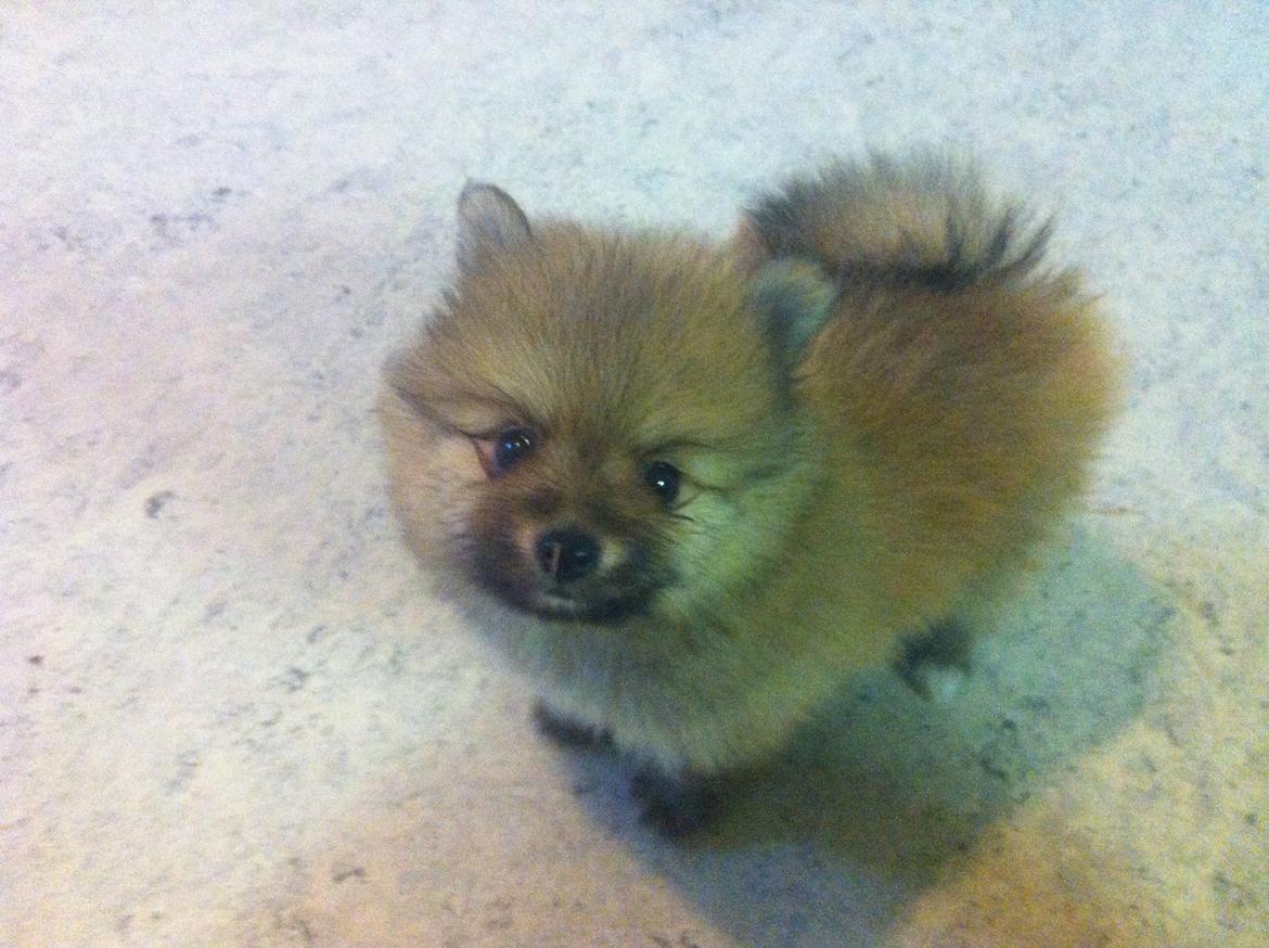 Pomeranian Topsy's Lucky billede 2
