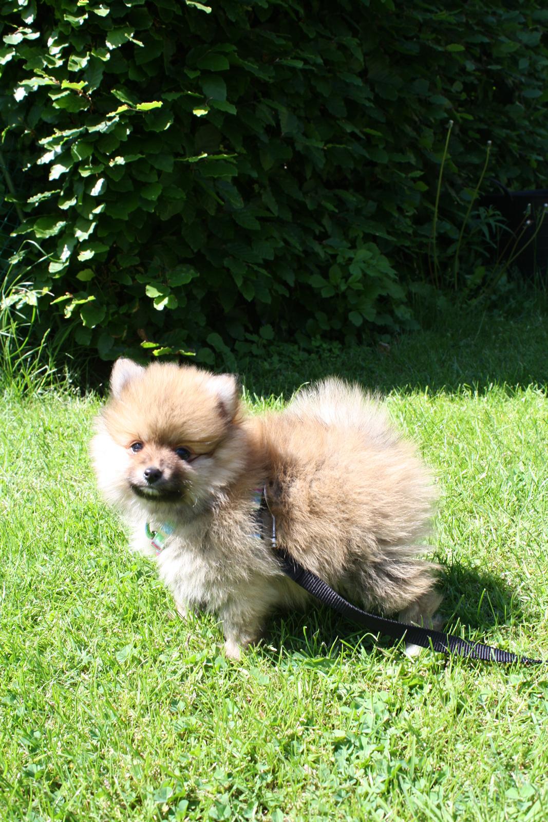 Pomeranian Topsy's Lucky billede 3