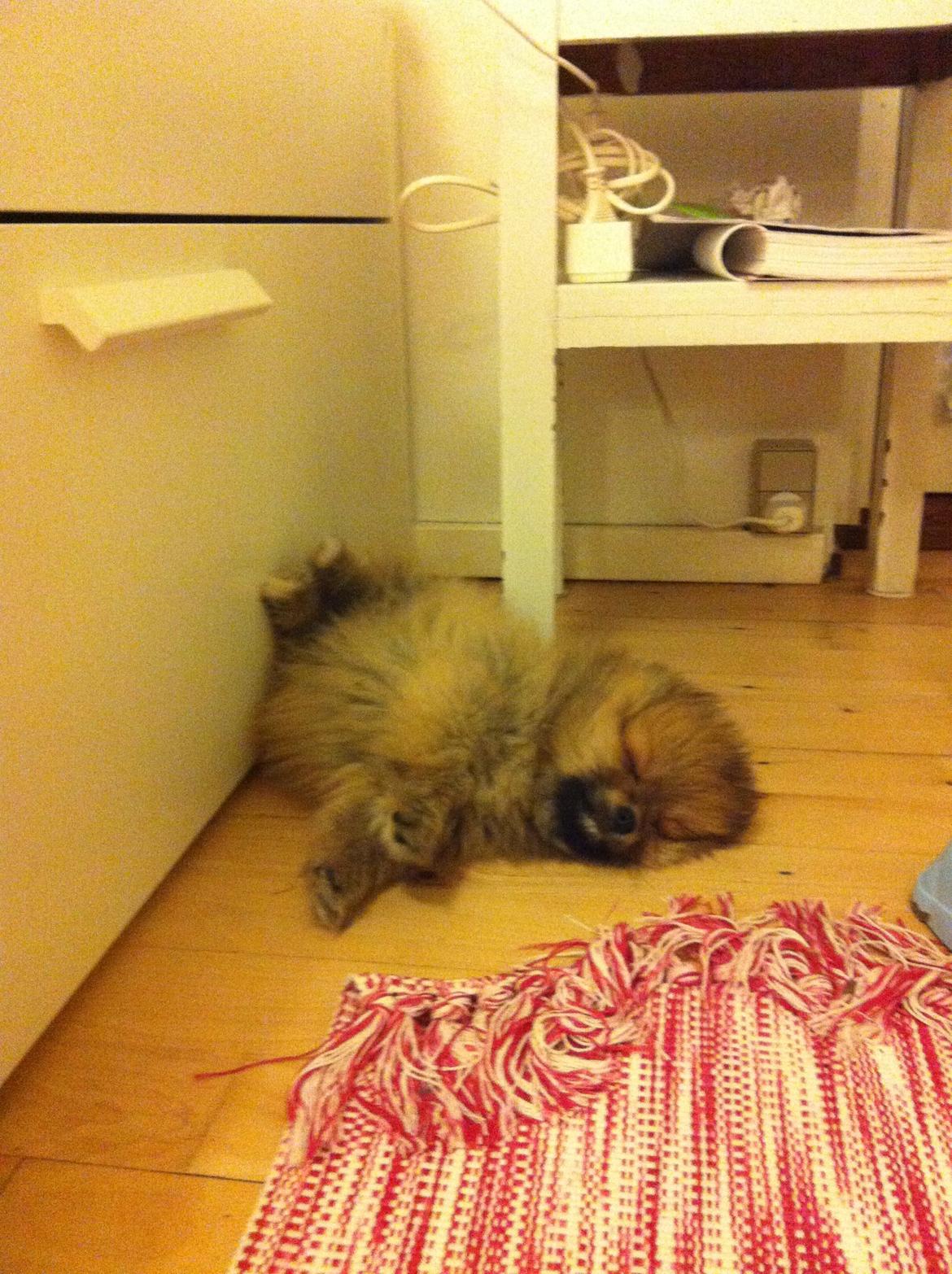 Pomeranian Topsy's Lucky billede 4