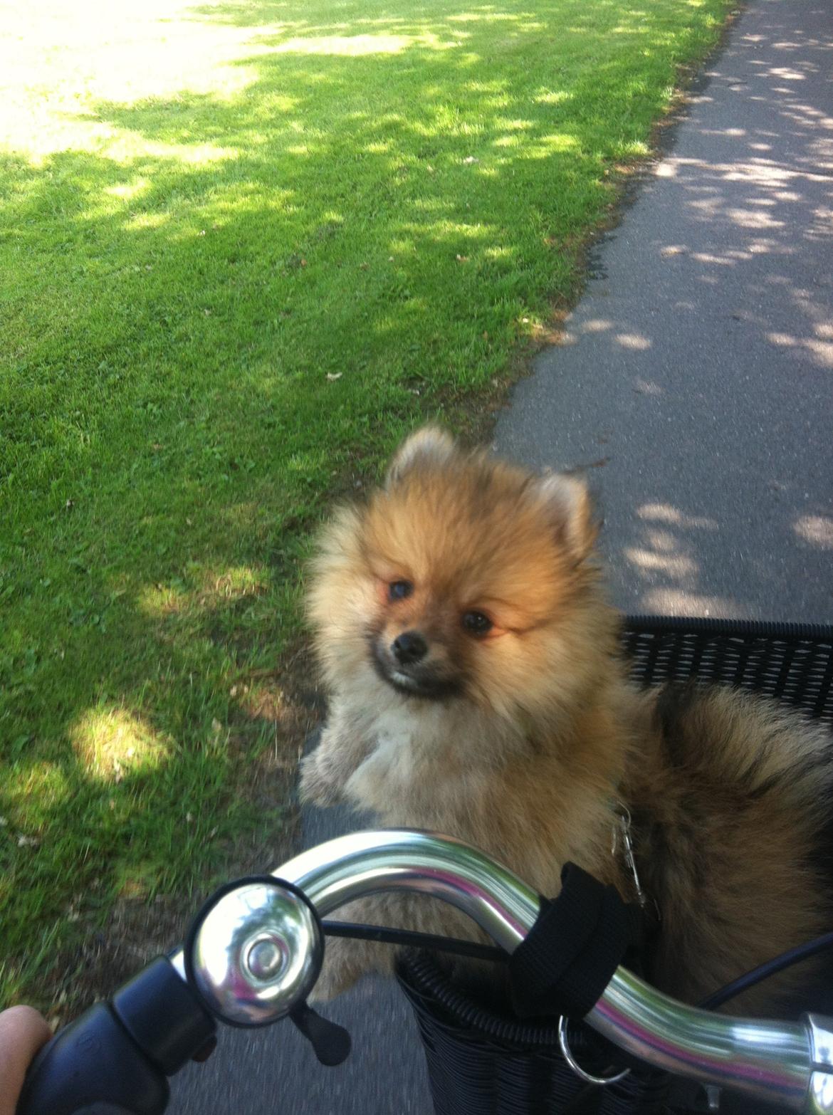 Pomeranian Topsy's Lucky billede 5