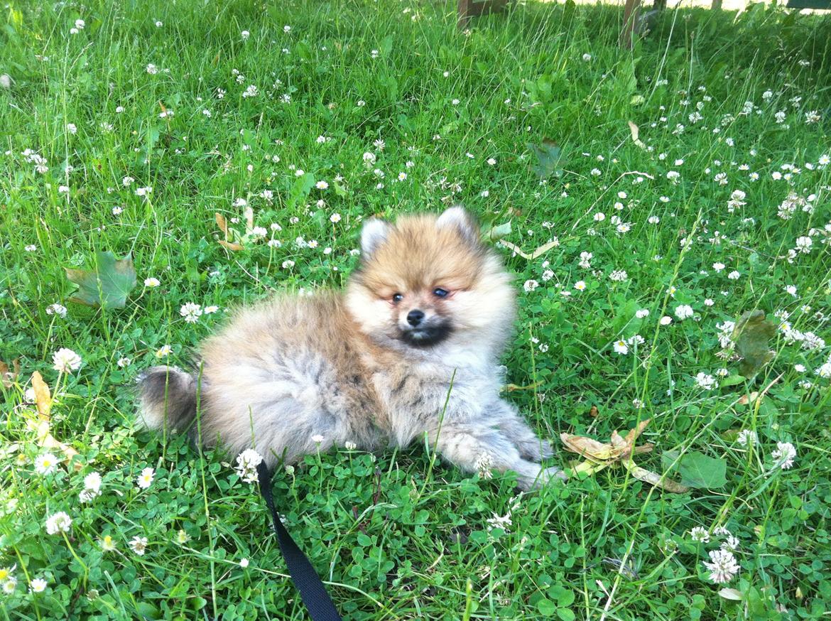 Pomeranian Topsy's Lucky billede 1
