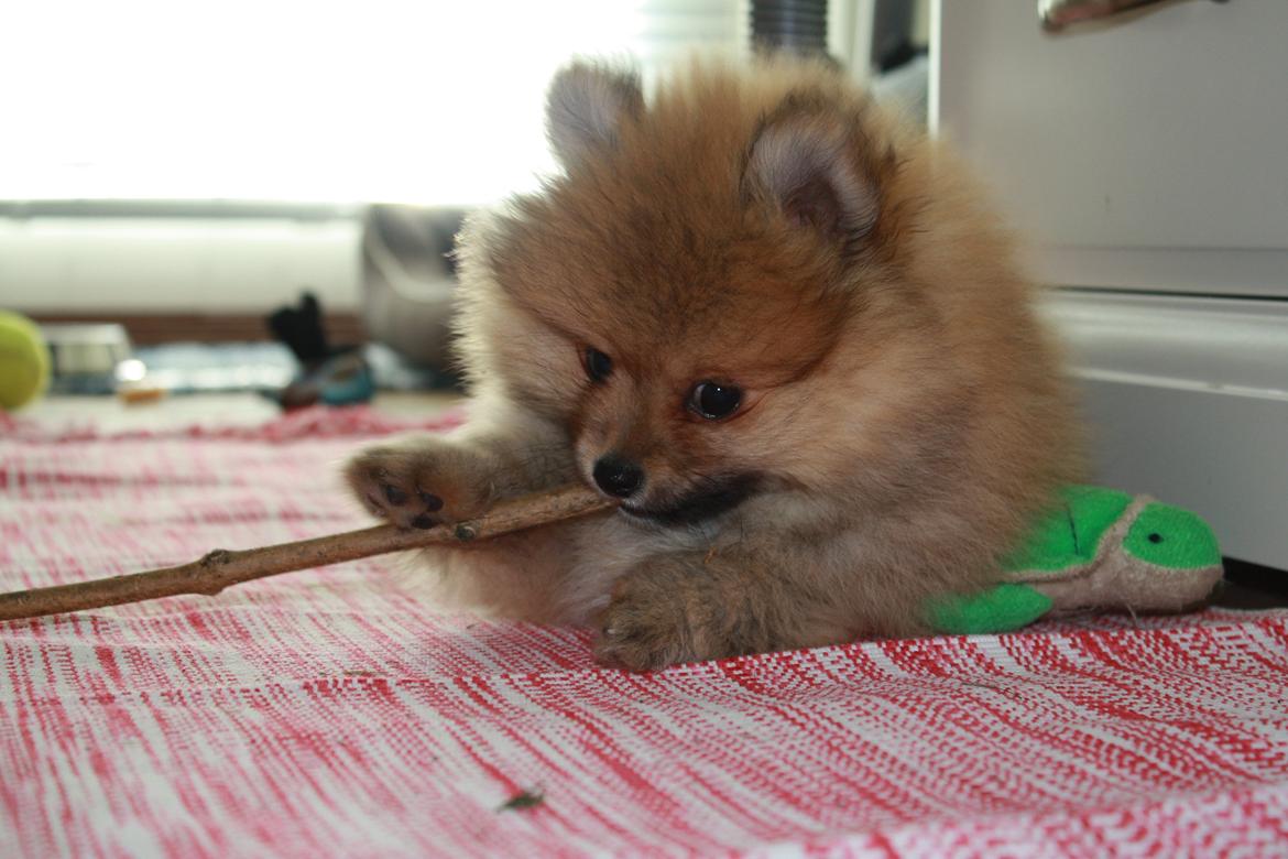 Pomeranian Topsy's Lucky billede 6