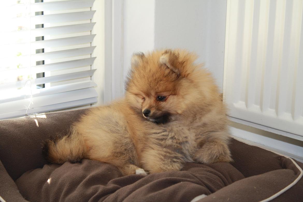 Pomeranian Topsy's Lucky billede 7
