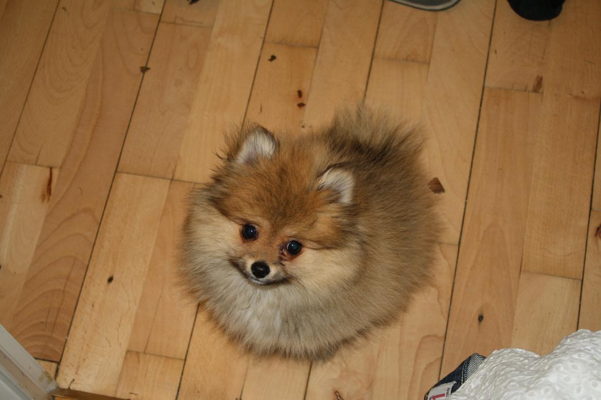 Pomeranian Topsy's Lucky billede 8