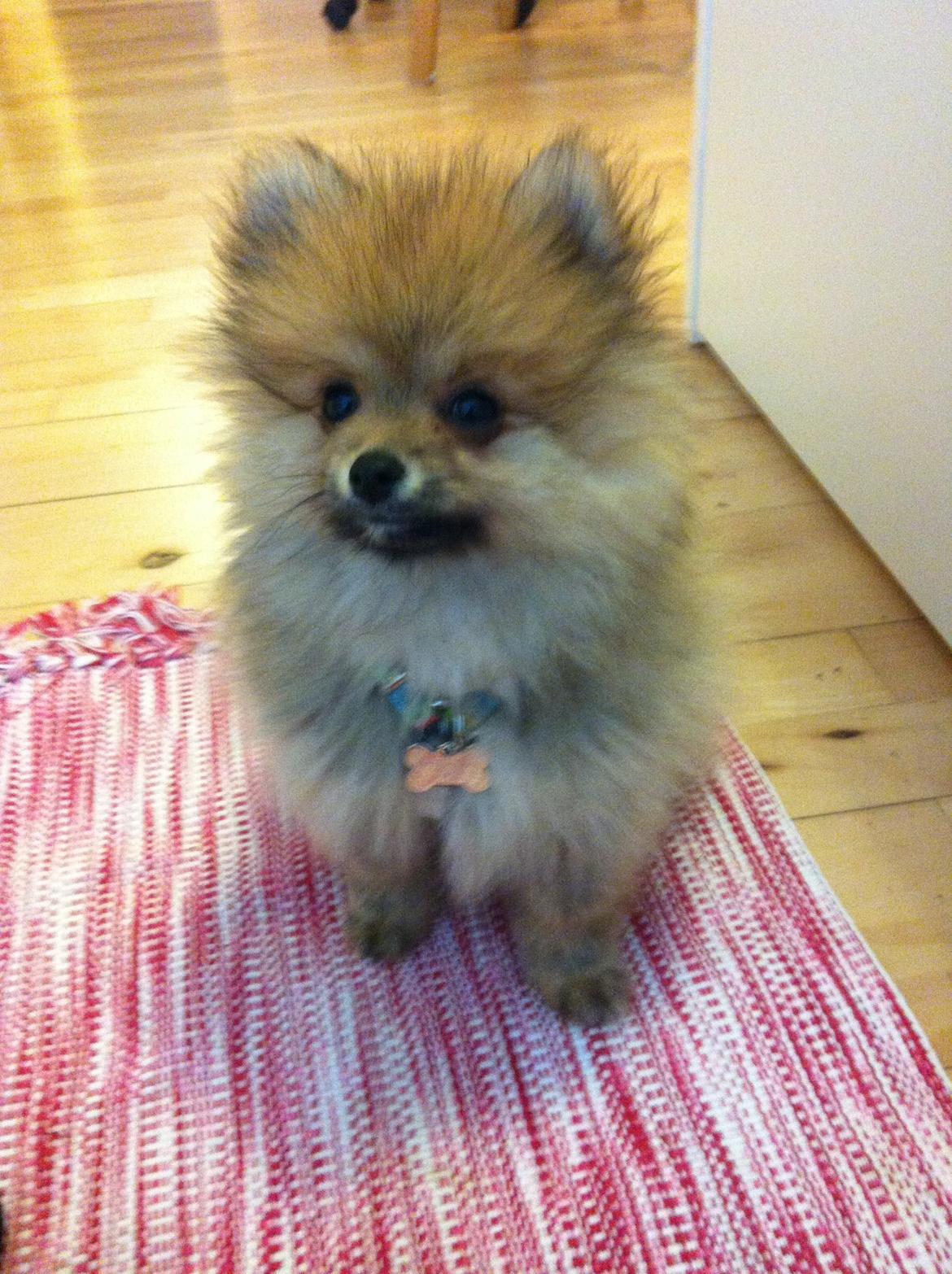 Pomeranian Topsy's Lucky billede 9