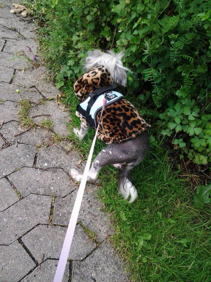 Chinese crested hårløs Dusia billede 1