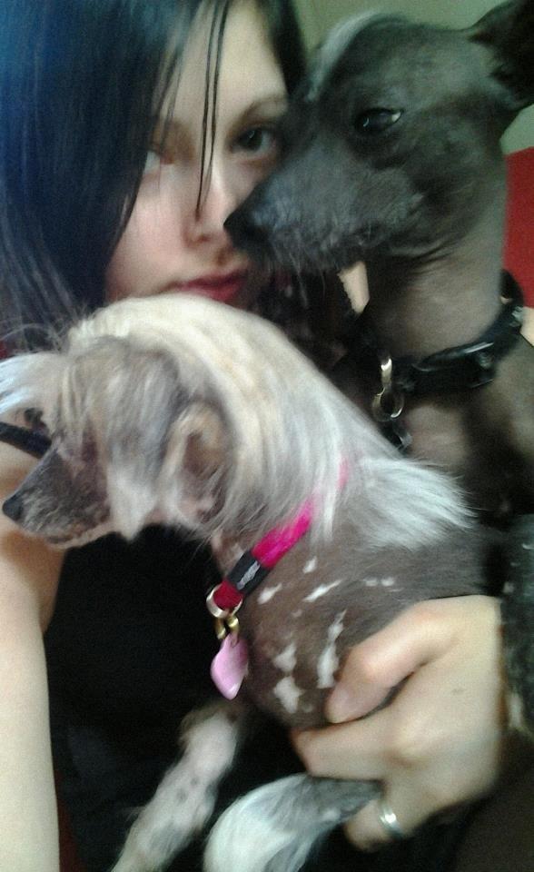 Chinese crested hårløs Dusia billede 2