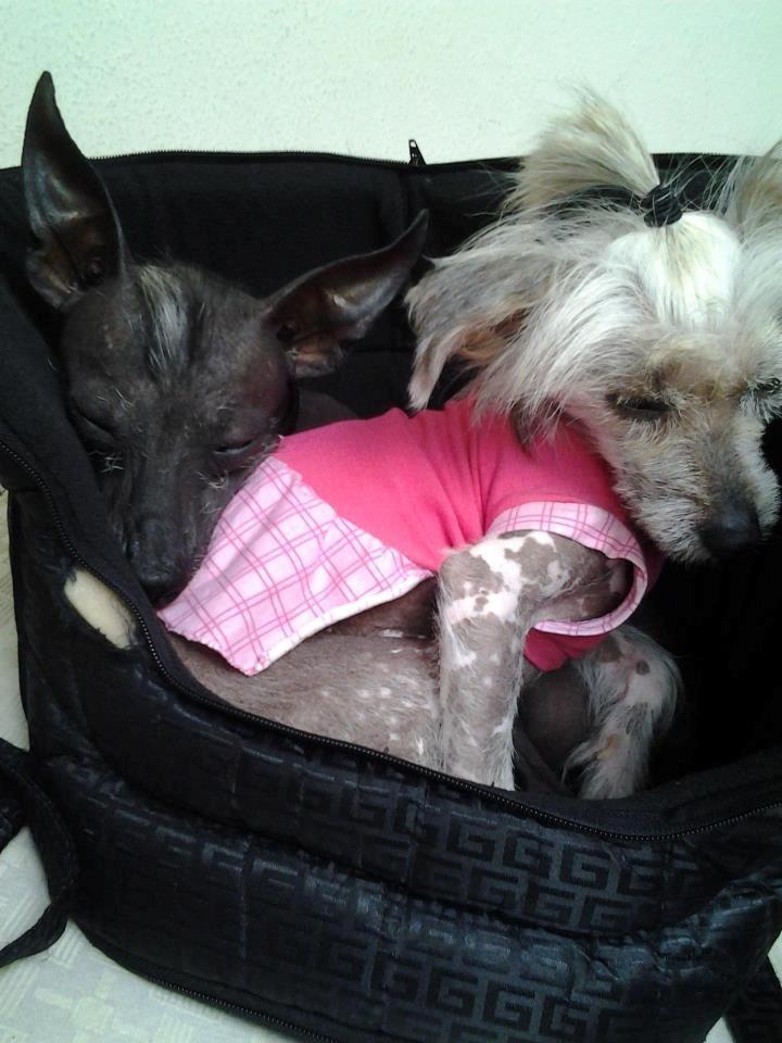 Chinese crested hårløs Dusia billede 3