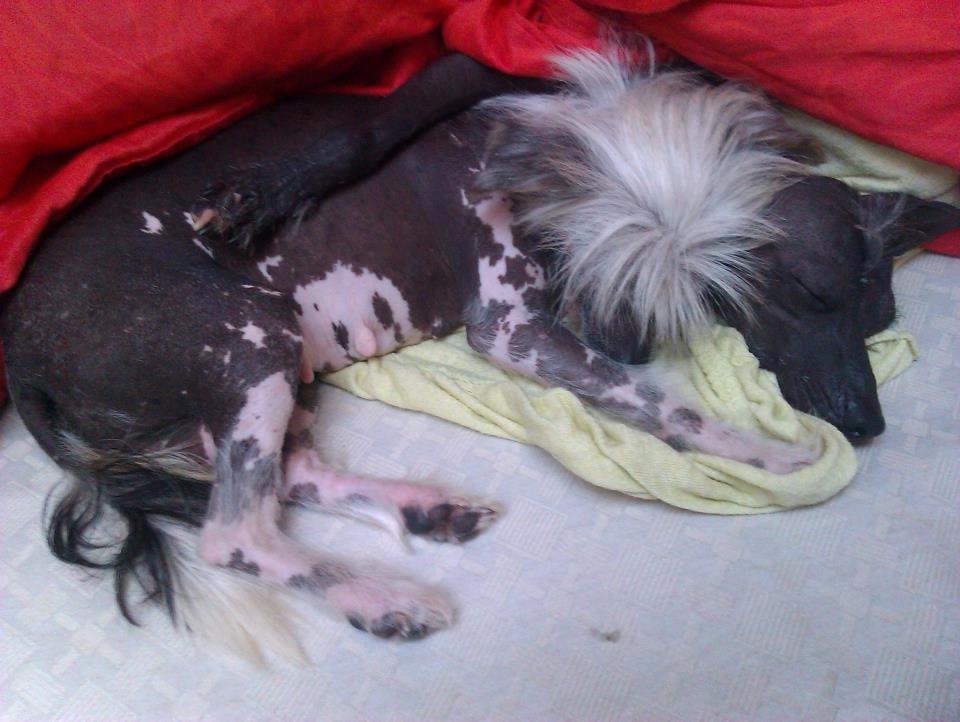 Chinese crested hårløs Dusia billede 4